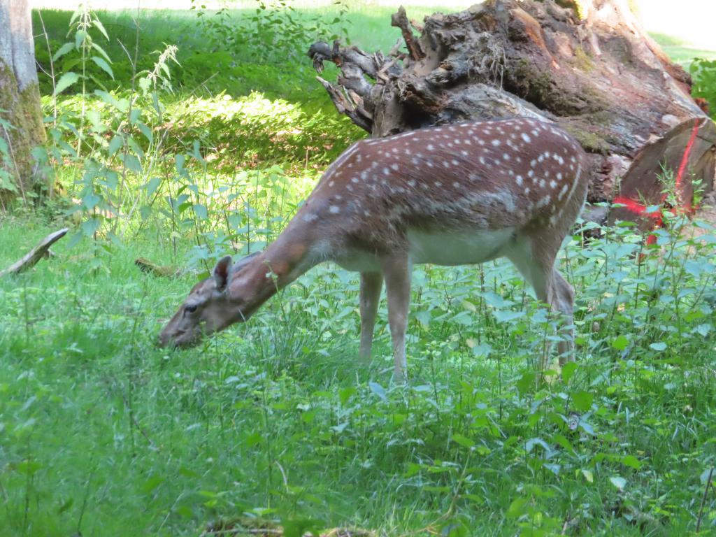 Camping (11)